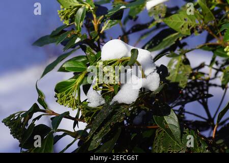 Laurustinus oder Laurustin (viburnum tinus). Ein immergrüner Busch der Familie der Moschatel (Adoxaceae) im Winter mit Schnee bedeckt. Eine Woche Frost Stockfoto