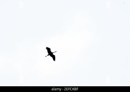 17. Februar 2021, Sachsen-Anhalt, Tangermünde: Ein Kranich fliegt im grauen und wolkenlosen Himmel. Tauwetter ist in Sachsen-Anhalt einge- setzt. Der Schnee der vergangenen Woche schmilzt und das Schmelzwasser friert oft über Nacht wieder ein. An der Elbe lässt das Naturschauspiel Polder mit Wasser und Eis bedeckt. In den kommenden Tagen sollte es wärmer und wärmer werden. Foto: Klaus-Dietmar Gabbert/dpa-Zentralbild/ZB Stockfoto