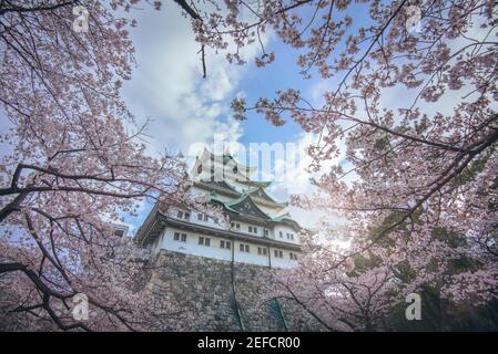 Sakura blüht im Frühling auf der Burg Nagoya.die Burg Nagoya wurde 1610 erbaut und ist eine japanische Burg in Nagoya, Zentraljapan. Stockfoto