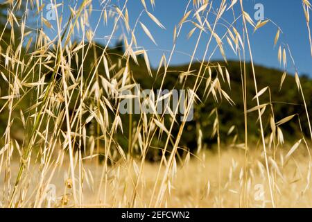 Maisernte in einem Feld Stockfoto