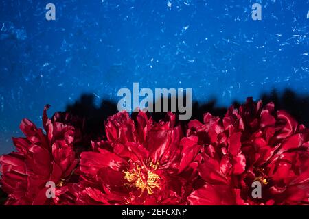 Leuchtend rote Pfingstrosen Nahaufnahme auf der Unterseite des blauen texturierten Hintergrund. Horizontale Ausrichtung. Trendiges dunkles Mystic Spring florales Konzept. Moody Floral. Dar Stockfoto