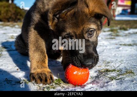 Ein elf Wochen alter Schäferhund spielt mit einer roten Kugel. Schnee im Hintergrund Stockfoto