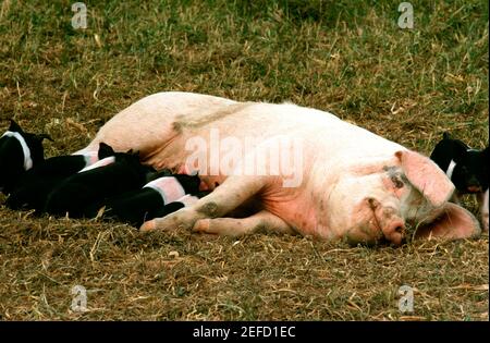 Nahaufnahme von Babyschweinen saugen Sau auf Henry Farm in Clinton County , Ohio Stockfoto