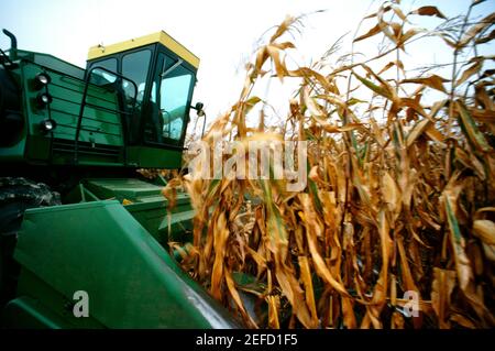 Nahaufnahme von Mähdrescher schneiden durch Mais auf Henry Farm in Clinton County, OH Stockfoto