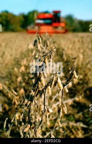 Nahaufnahme der Sojabohnenpflanze und kombinieren Ernte im Hintergrund, im Mittleren Westen Stockfoto