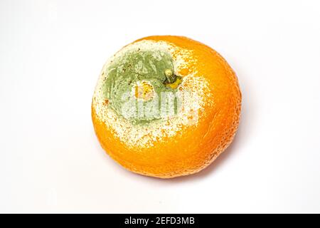 Eine beschädigte schimmelige Mandarine auf weißem Hintergrund Stockfoto