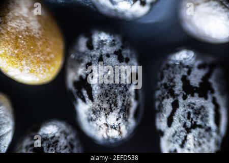 Chia Samen schließen unter dem Lichtmikroskop, Vergrößerung 40 mal, weicher Fokus Stockfoto