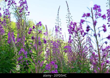 Feld der blühenden sally Blumen oder Ivan Tee, kleine lila Blüten Stockfoto