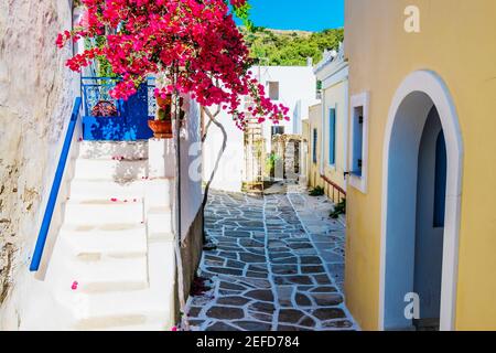 Malerische Gasse mit schönen rosa Bougainvillea Blumen und gelben Hauswänden. Bunte griechische Straße in Lefkes, Insel Paros Stockfoto