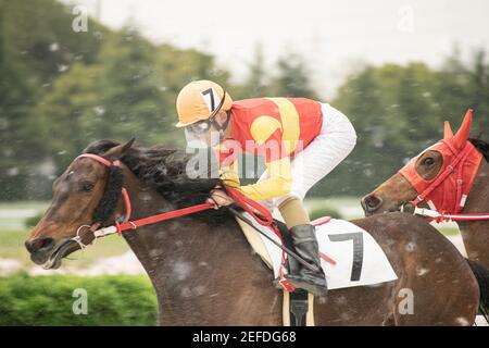 Wettbewerbsfähige Pferderennen in schweren Sandsturm. Stockfoto