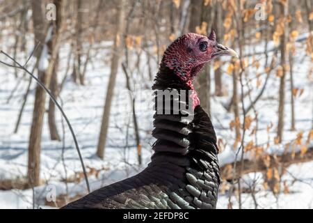 Milford, Michigan - EINE wilde türkei (Meleagris galopavo) in Kensington Metropark. Stockfoto