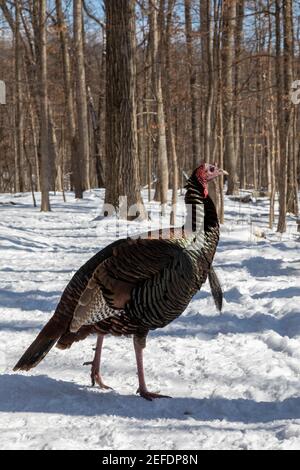 Milford, Michigan - EINE wilde türkei (Meleagris galopavo) in Kensington Metropark. Stockfoto