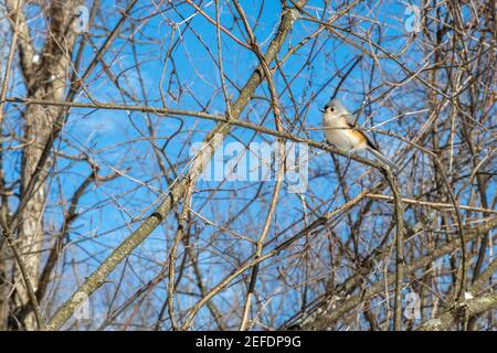 Milford, Michigan - EIN tufted Titmouse (Baeolophus bicolor) in Kensington Metropark. Stockfoto