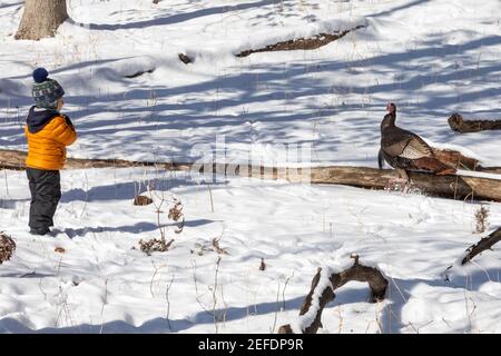 Milford, Michigan - EIN Junge beobachtet einen wilden truthahn (Meleagris galopavo), der im Kensington Metropark durch den Schnee läuft. Stockfoto