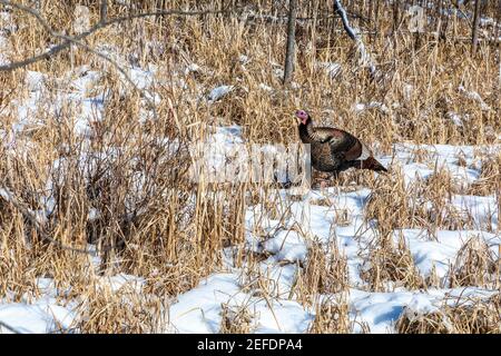 Milford, Michigan - EINE wilde türkei (Meleagris galopavo) zu Fuß im Schnee in Kensington Metropark. Stockfoto