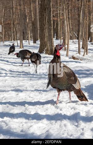 Milford, Michigan - EIN wilder Truthähne (Meleagris galopavo) in Kensington Metropark. Stockfoto