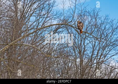 Milford, Michigan - EIN Rotschwanzhawk (Buteo jamaicensis), der im Winter auf einem Baumzweig im Kensington Metropark thront. Stockfoto