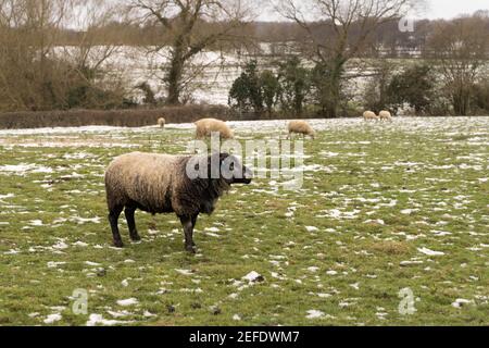 Schwarze Schafe stehen durch Herde von anderen Schafen Weiden Grasland Bedeckt mit Schnee vom Sturm Darcy Stockfoto