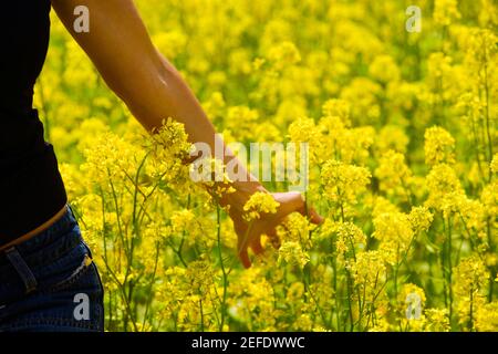 Mittlere Ansicht einer jungen Frau, die Blumen berührt Stockfoto