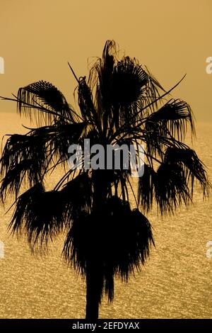 Silhouette eines Baumes, Italienische Riviera, Ligurien, Italien Stockfoto