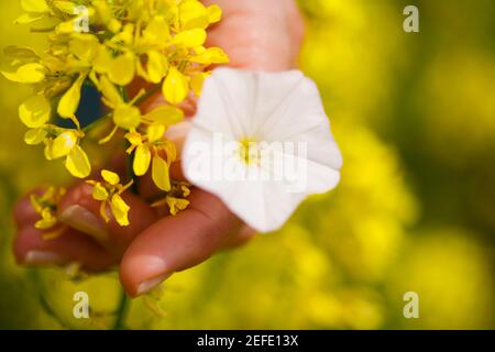 Nahaufnahme eines personÅ½s Hand hält Blumen Stockfoto