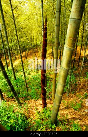 Bambusbäume in einem Wald, Provinz Jiangsu, China Stockfoto