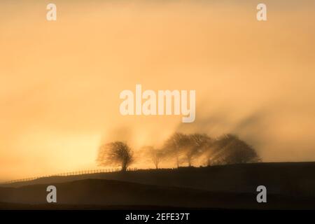 Die aufgehende Sonne wirft unheimliche Schatten aus einer Linie von Die Bäume auf den Hügeln sind am frühen Morgen nebelnd - ein wenig zu Der Süden von Cawfield und Hadrian's Wall Stockfoto