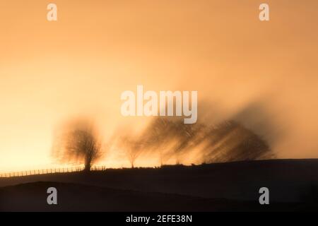 Die aufgehende Sonne wirft unheimliche Schatten aus einer Linie von Die Bäume auf den Hügeln sind am frühen Morgen nebelnd - ein wenig zu Der Süden von Cawfield und Hadrian's Wall Stockfoto