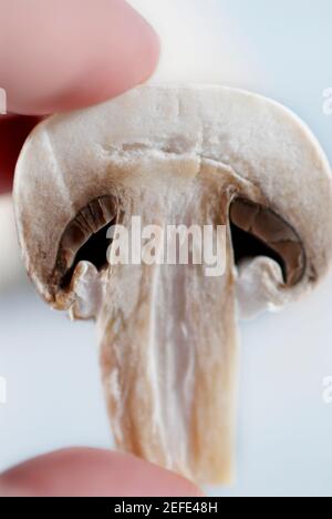 Nahaufnahme einer personÅ½s Hand, die einen Pilz hält Stockfoto