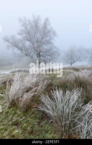 Raureif auf Cawfield Crags, Hadrian's Wall, Northumberland, Großbritannien Stockfoto