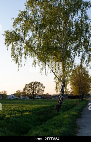 Die Birke (Betula) aus der Birkenfamilie (Betulaceae) ist ein Extrem anspruchslose Pionierbaum Stockfoto