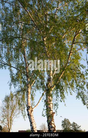 Die Birke (Betula) aus der Birkenfamilie (Betulaceae) ist ein Extrem anspruchslose Pionierbaum Stockfoto