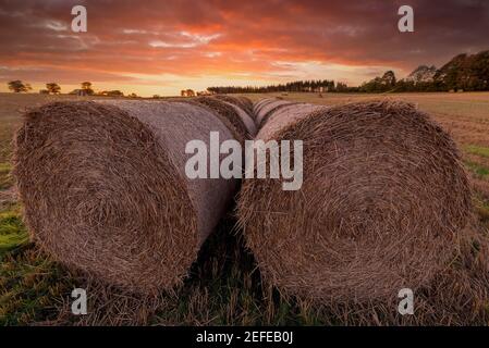 Heuballen warten auf die Abholung Stockfoto