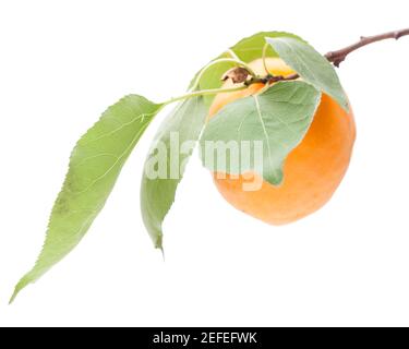 Eine Aprikose, die auf einem Zweig auf weißem Hintergrund isoliert hängt Stockfoto