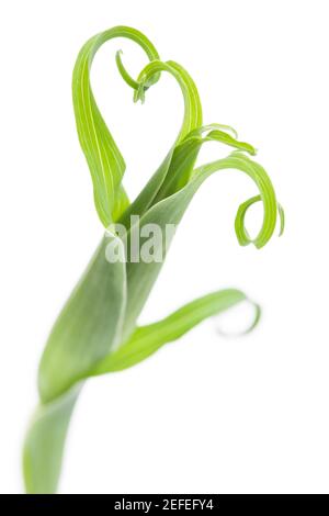 Große Salsify (Tragopogon dubius) Detail der Blüte Stockfoto