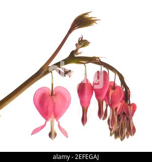 Blutendes Herz (Lamprocapnos spectabilis) - Detail vor weißem Hintergrund Stockfoto