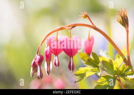 Blutendes Herz (Lamprocapnos spectabilis) bei Sonnenschein im Garten Stockfoto