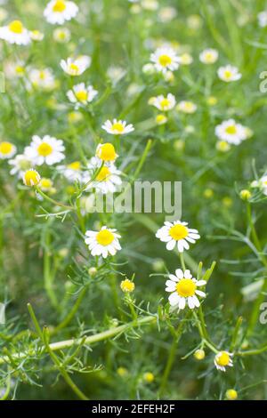 Kamille (Matricaria Chamomilla) viele Blumen und Pflanzen Stockfoto