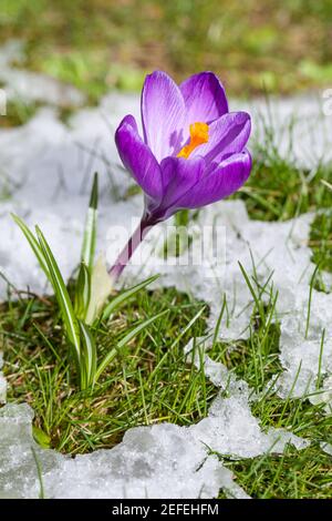 Krokus auf der Wiese mit schmelzendem Schnee Stockfoto