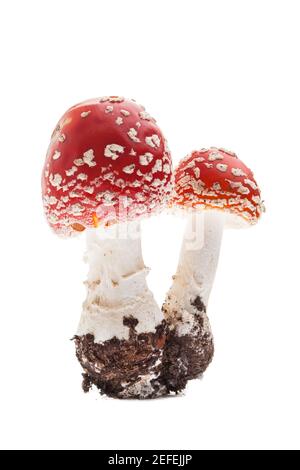 Fliegenpilz (amanita muscaria) - zwei junge Pilze Stockfoto