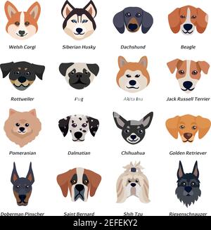 Reinrassige Hunde Gesichter Icon Set mit welsh Corgi Siberian Husky Rottweiler Dalmatiner akita inu Rassen Vektor-Illustration Stock Vektor