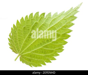 Brennnessel (Urtica dioica) Rückseite eines Einzelblatts auf weißem Hintergrund Stockfoto