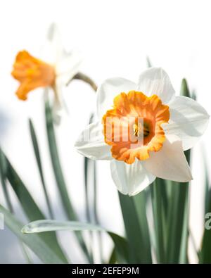 Zwei Narzissen (Narcissus) vor weißem Hintergrund Stockfoto