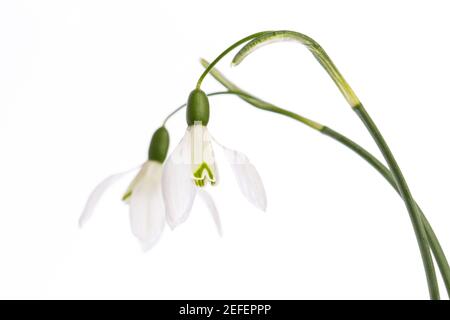 Zwei Schneeglöckchen (Galanthus) vor weißem Hintergrund Stockfoto