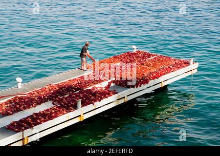 Blick auf einen Fischer mit kommerziellem Fischernetz, Marina Grande, Capri, Sorrent, Sorrentine Halbinsel, Provinz Neapel, Kampanien, Italien Stockfoto