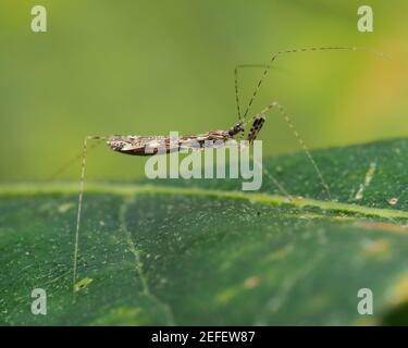 Empicoris vagabundus Käfer kriechen auf Stechblatt. Tipperary, Irland Stockfoto