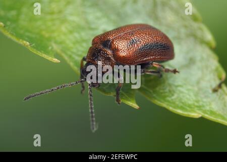 Weißdornblättrige Käfer (Lochmaea crataegi) kriechen entlang Weißdornblatt. Tipperary, Irland Stockfoto