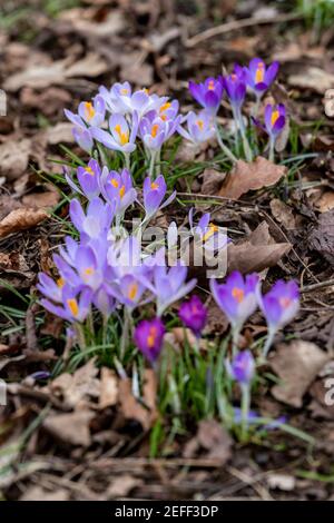 Northampton, Großbritannien, 17th Februar 2021, Crocus tommasinianus (Early Crocus), die Ende Januar Anfang Februar in voller Blüte unter dem Gras unter den Bäumen in Abington Park an diesem Nachmittag jetzt das Wetter hat sich aufgewärmt; Kredit: Keith J Smith./Alamy Live News Stockfoto