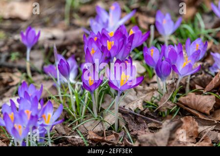 Northampton, Großbritannien, 17th Februar 2021, Crocus tommasinianus (Early Crocus), die Ende Januar Anfang Februar in voller Blüte unter dem Gras unter den Bäumen in Abington Park an diesem Nachmittag jetzt das Wetter hat sich aufgewärmt; Kredit: Keith J Smith./Alamy Live News Stockfoto