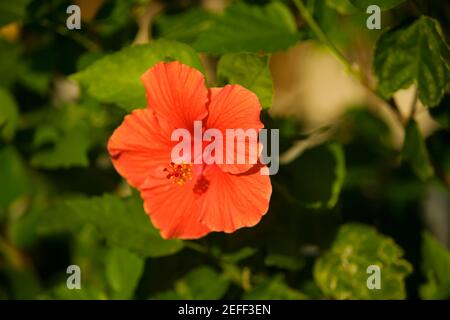 Nahaufnahme eines roten Hibiskus Hibiscus acetosella Stockfoto